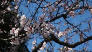 上連雀すずかげ公園　花見　桜