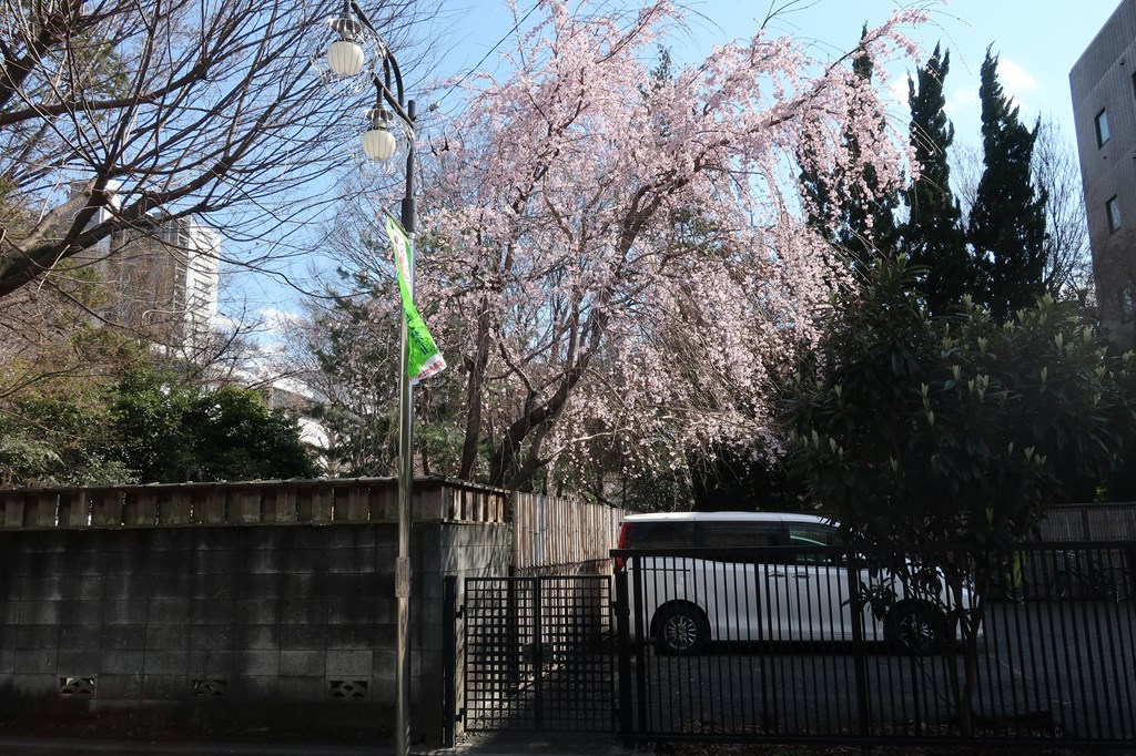 武蔵境　桜　花見