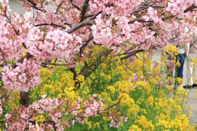 はとバスツアーに一人で参加し、伊豆の河津桜と雛の吊るし祭りを楽しんできました。
河津桜は満開からやや散り始めくらいで綺麗な桜を見ることができました！