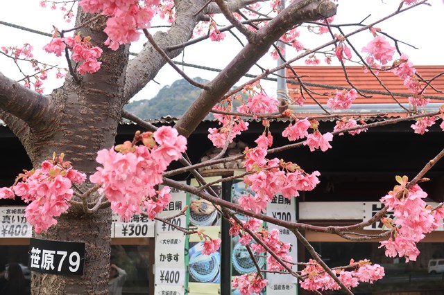 はとバスツアーに一人で参加し、伊豆の河津桜と雛の吊るし祭りを楽しんできました。
河津桜は満開からやや散り始めくらいで綺麗な桜を見ることができました！